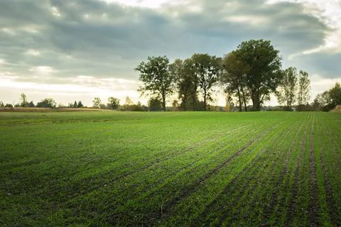 Planted field for winter Stock Photos