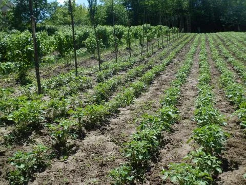 Planted field2 Stock Photos