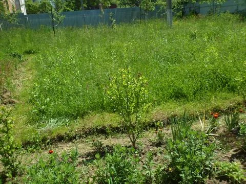 Planted field4 Stock Photos