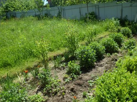 Planted field5 Foto stock