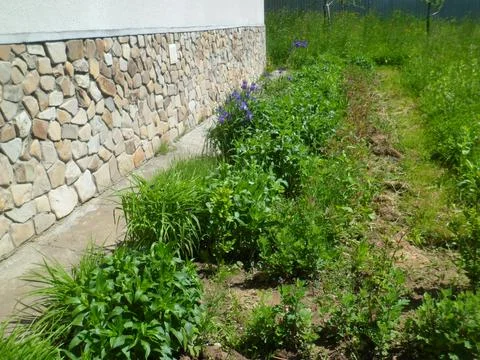 Planted field6 Stock Photos