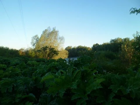 Planted field7 Stock Photos