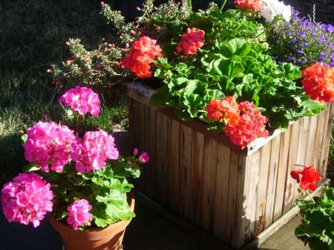 Planted flowers Stock Photos