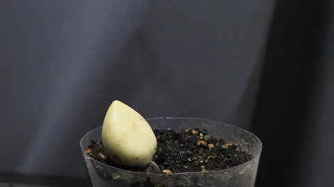 Planted Garlic is sprouting timelapse Stock Footage 243286656