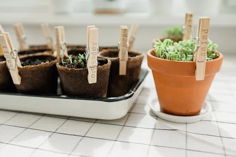 Planted herbs in peat pots. Stock Photos