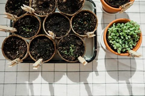 Planted herbs in peat pots. Stock-Fotos