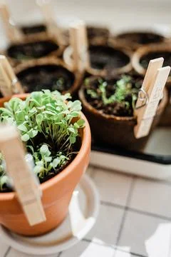 Planted herbs in peat pots. Stock Photos
