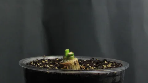 Planted leek is sprouting timelapse Stock Footage 243286833