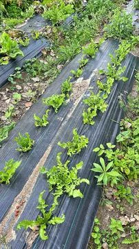 Planted lettuce Stock Photos