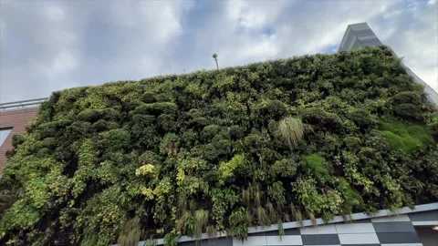 Planted living wall on side of a building Stock-Footage 228808452
