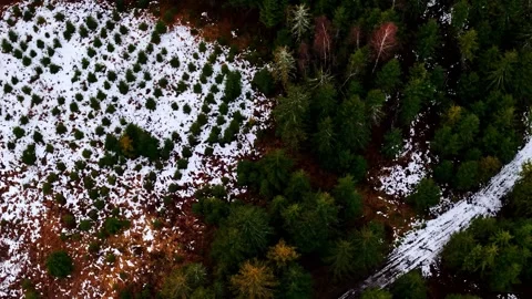 Planted monocrop of pine trees for construction industry winter aerial Vídeo Stock 337588744
