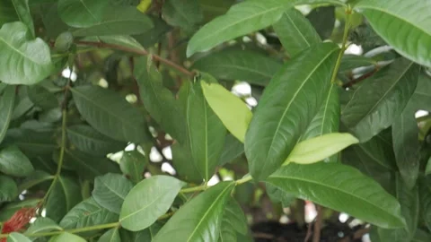 Planted in the old tier 動画素材 243420530