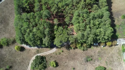 Planted pine tree line beside farmland with parked car and meadow pathway Stock Footage 344096833