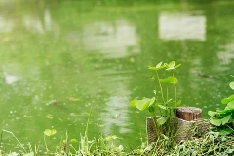 Planted at a pond. Stock Photos