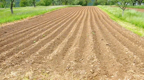 Planted potatoes Stock Footage 38088304