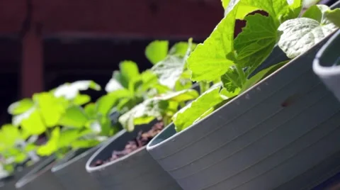 Planted Pots Stock Footage 5096036