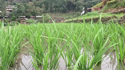 Planted rice plants Stock Footage 286797930