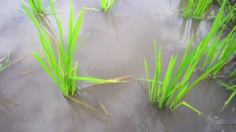 Planted rice seedlings. Stock Footage 221879115