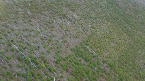 Planted Second Growth Forest Washington State Drone Aerial View Stock Footage 171838581