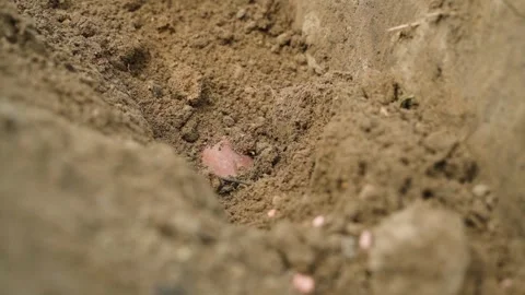Planted seed potatoes are covered with soil, close-up in slow motion Stock Footage 311058741