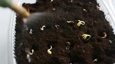 The planted seed sprouts in the container are watered for the first time. Real t Stock Footage 131823757
