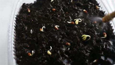 Planted seed sprouts in a container are watered and fertilized. Real time, indoo Stock Footage 131830172