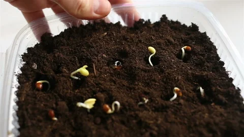 Planted seedlings in a container with earth close-up. The container moves in the Stock Footage 131823674