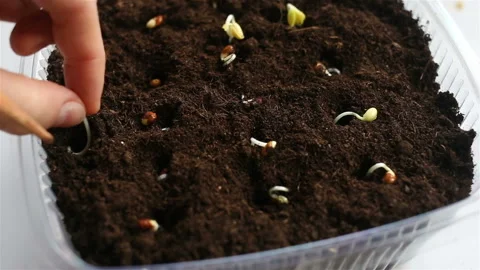 Planted seedlings in a container with earth close-up. Real time, contains people Stock Footage 131830465