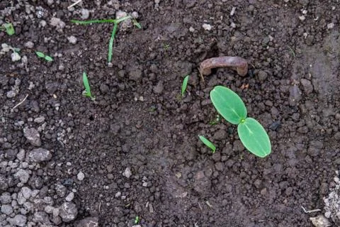 Planted seedlings of cucumber. Stock Photos
