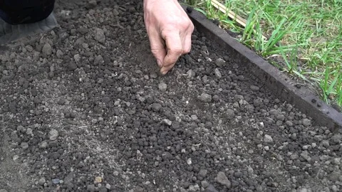 Planted seeds in open ground Video stock 75687709