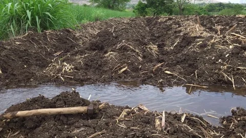 Planted sugarcane crop rows receiving flooded water from a central pumping syste Video stock 337179918