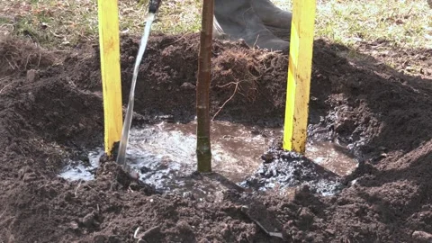 Planted tree and doused with water from their hose Stock Footage 153006728