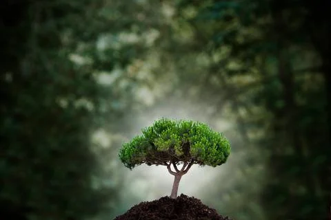 Planted tree with natural forest background Foto stock