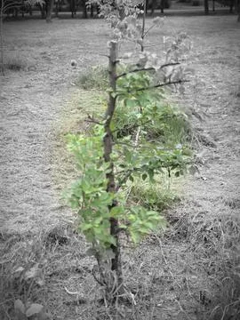 Planted tree sapling support stake Stock Photos