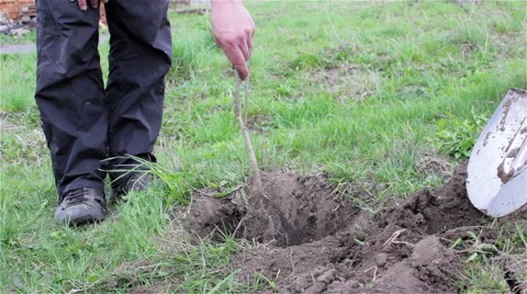 Planted tree two Stock Footage 50490041