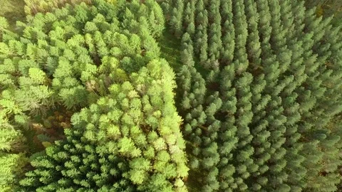 Planted trees growing in straight rows in a arboretum forest in Finland Stock Footage 70522174