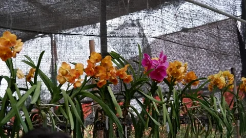 The planted Vanda orchid 스톡 동영상 219213466