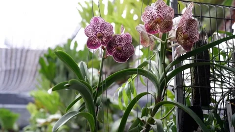The planted Vanda orchid 스톡 동영상 219235421