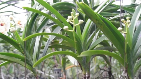 The planted Vanda orchid 스톡 동영상 219235587