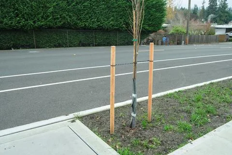 A planted young tree with support posts along the road Stock Photos