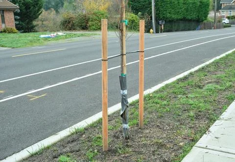 A planted young tree with support posts along the road Stock Photos