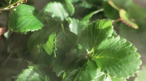 Planter box mist Video stock 11515318