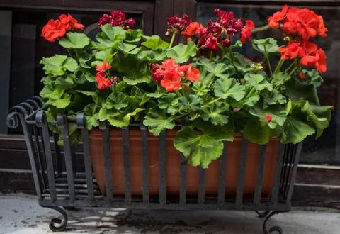 Planter with flowers Stock Photos