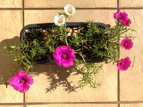 Planter with flowers Stock Photos