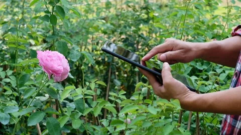 The planter or farmer uses a tablet to monitor the growth of the rose flowers Stock Footage 131231554