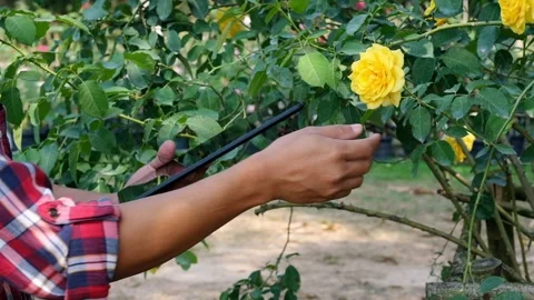The planter or farmer uses a tablet to monitor the growth of the rose flowers Stock Footage 131232553