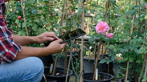 The planter or farmer uses a tablet to monitor the growth of the rose flowers Stock Footage 131238147