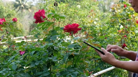The planter or farmer uses a tablet to monitor the growth of the rose flowers Stock Footage 131241975
