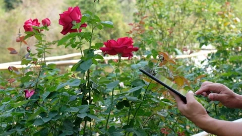 The planter or farmer uses a tablet to monitor the growth of the rose flowers Stock Footage 131244224