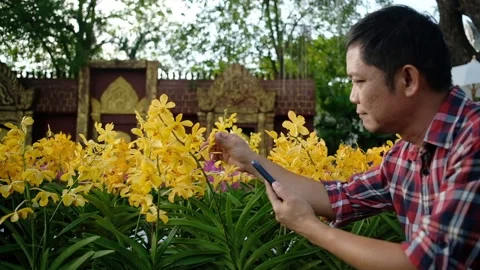 The planter or farmer uses a tablet to monitor the growth of yellow orchid Stock Footage 131248608